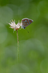 Argus bleu papillon