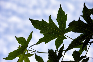 Liquidambar or sweetgum leaves against a sky with white clouds, use as background