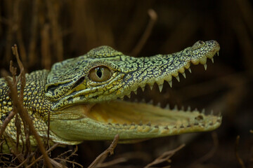Crocodylus porosus Ferocious Estuarine Crocodile