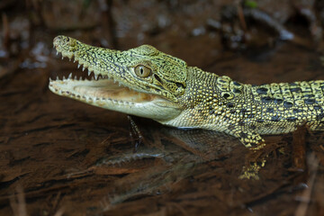 Obraz premium Crocodylus porosus Ferocious Estuarine Crocodile