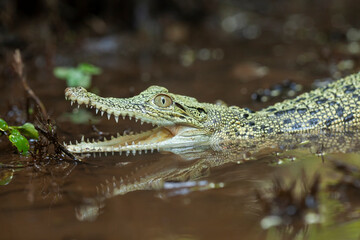 Crocodylus porosus Ferocious Estuarine Crocodile
