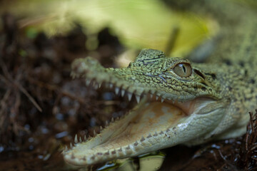 Crocodylus porosus Ferocious Estuarine Crocodile
