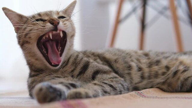 Closeup pet cat yawning. Funny portrait healthy kitty with open mouth. 