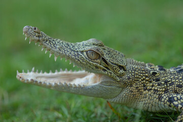 Crocodylus porosus Ferocious Estuarine Crocodile