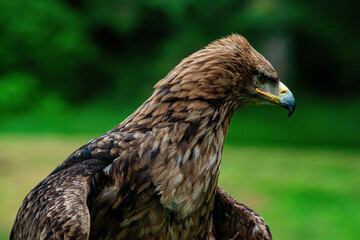 Falconry 