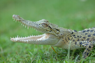 Crocodylus porosus Ferocious Estuarine Crocodile