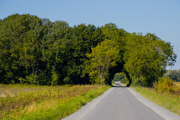 Road leading to a natural arch formed by trees