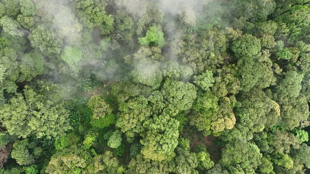 Tropical forests can absorb large amounts of carbon dioxide from the atmosphere, aerial view.