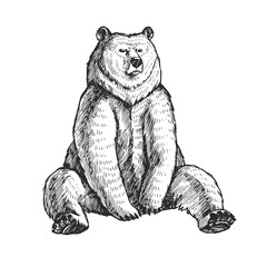 Vector illustration of sitting bear in engraving style. Sketch of forest animal isolated on white.