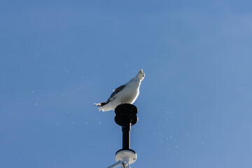 Seagull sitting on a position light and shaking off water drops