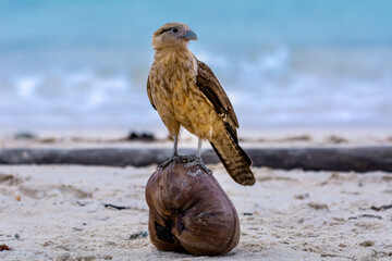 Yellow-headed caracara - Milvago chimachima - standing on coconut on the beach with blue water in backgroud. Photo from  San Blas Islands of Panama.