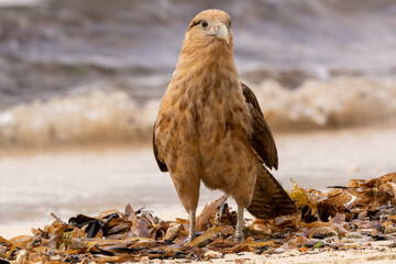 Yellow-headed caracara - Milvago chimachima - on beach at San Blas Islands of Panama.