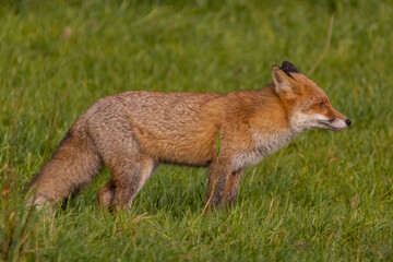 Red fox - Vulpes vulpes, standing in green grass. Photo from Warta Mounth National Park in Poland.