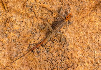 Male Namib Rock Agama (Agama planiceps) on granite rocky outcrop of Spitzkoppe, Namibia