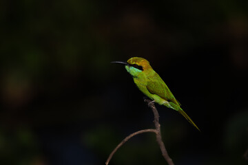 Low Key Image of Green Bee-eater Chennai India