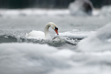 Mute swans swimming in the ice cold water between icy and snow covered rocks and splashing waves in...