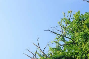 Blossoming tree with bunch of lonely branches in resort park against blue sky. Strong grey branches without green leaves on sunny day