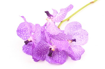Purple orchid on white background