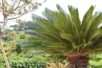 沖縄の観葉植物
