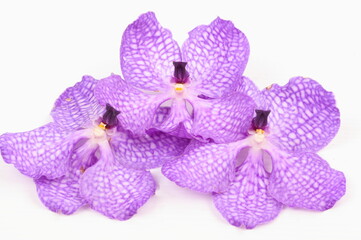 Purple orchid on white background