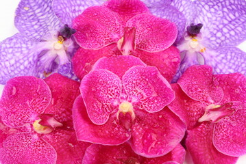 Naklejka na ściany i meble Pink and purple orchid flower as a background