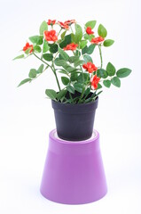 The artificial flower in the pot on white background