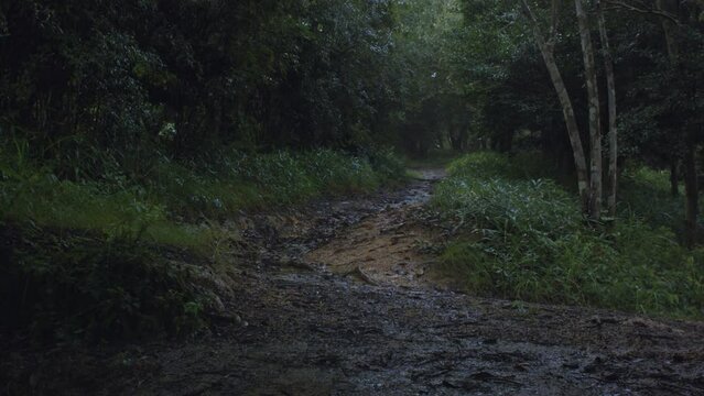 大雨　大粒の雨が降りしきる森の道
