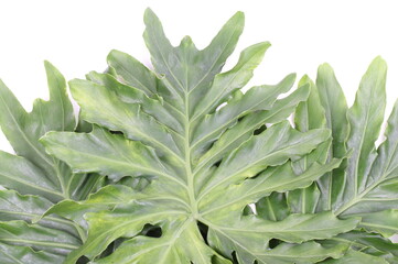 Obraz premium Green Leaf Background on white background