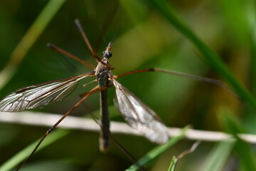 Obraz premium Cranefly, Tipula paludosa, Giant mosquito, Kilkenny, Ireland