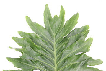 Green Leaf Background on white background