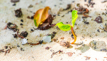 Germinating seedling seed morning glory Goats foot creeping beach flower.