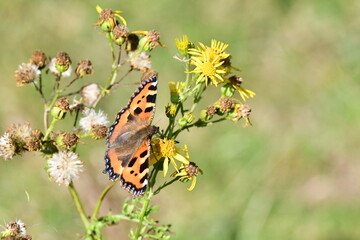 Small Tortoiseshell (Aglais urticae) butterfly on flower, Kilkenny, Ireland
