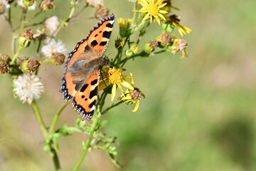 Small Tortoiseshell (Aglais urticae) butterfly on flower, Kilkenny, Ireland
