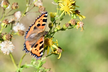 Small Tortoiseshell (Aglais urticae) butterfly on flower, Kilkenny, Ireland
