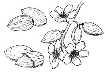Almond set. Nuts and almond flowers. Hand drawn sketch. Vector illustration. - obrazy, fototapety, plakaty