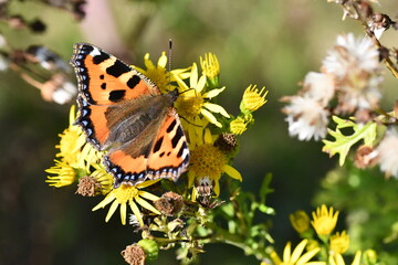 Small Tortoiseshell (Aglais urticae) butterfly on flower, Kilkenny, Ireland
