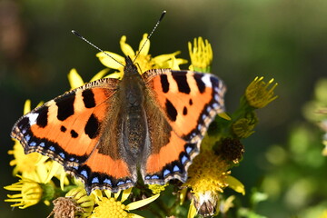 Small Tortoiseshell (Aglais urticae) butterfly on flower, Kilkenny, Ireland
