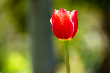 Red Tulip. Spring blooming tulip field. Spring floral background.