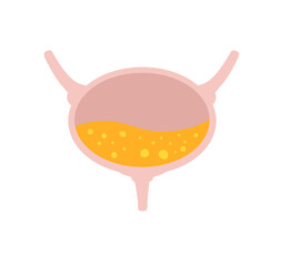 Bladder with urine. Internal organ of a person. Medical illustration.