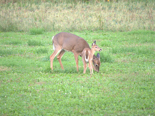 Whitetail deer in the field
