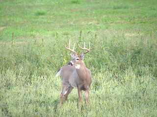 Whitetail deer in the field