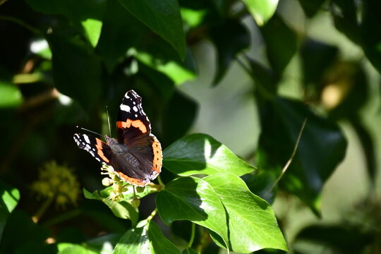 Red admiral butterfly, Kilkenny, Ireland © Audrius