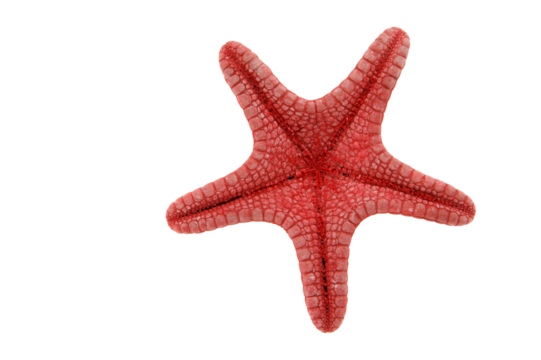 Red starfish backside  isolated on transparency photo png file 