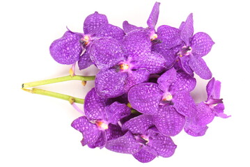 Obraz premium Purple orchid on white background