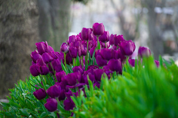 Tulip. Spring blooming tulip field. Spring floral background.