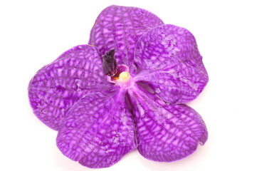 Purple orchid on white background
