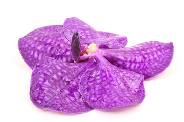 Purple orchid on white background