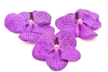 Purple orchid on white background