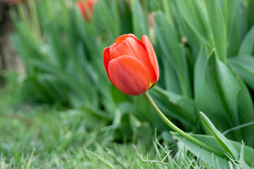 Red Tulip. Spring blooming tulip field. Spring floral background.