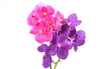 Obraz na płótnie Canvas Pink and purple orchid flower isolated on white background